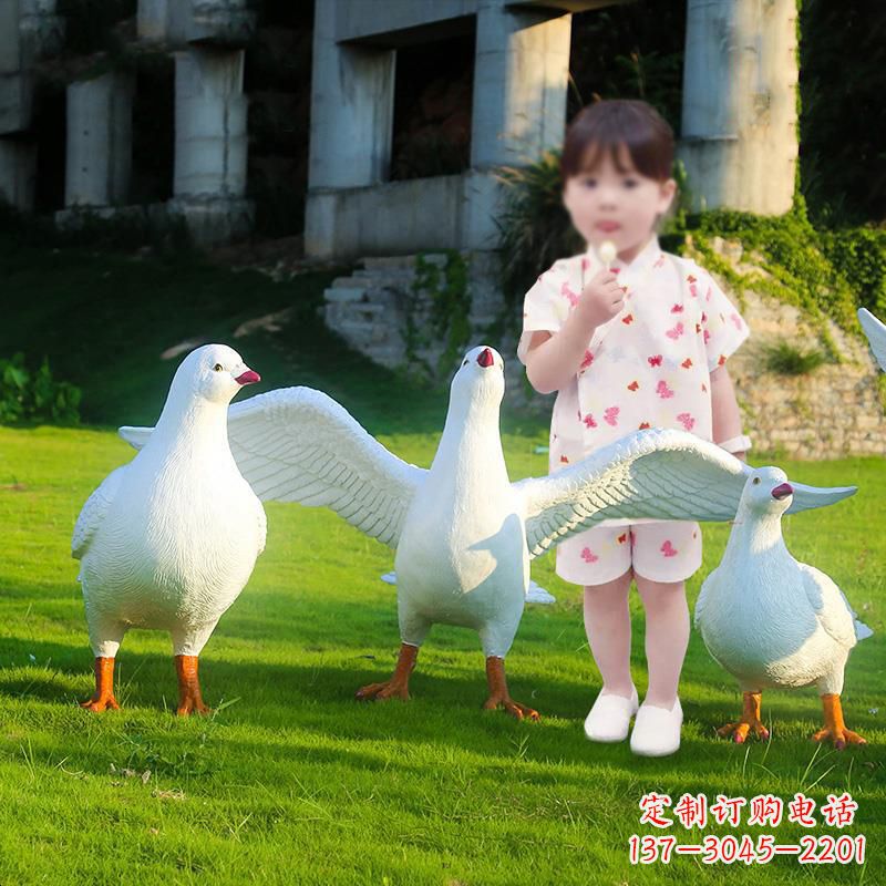 聊城和平鸽唤醒内心的宁静