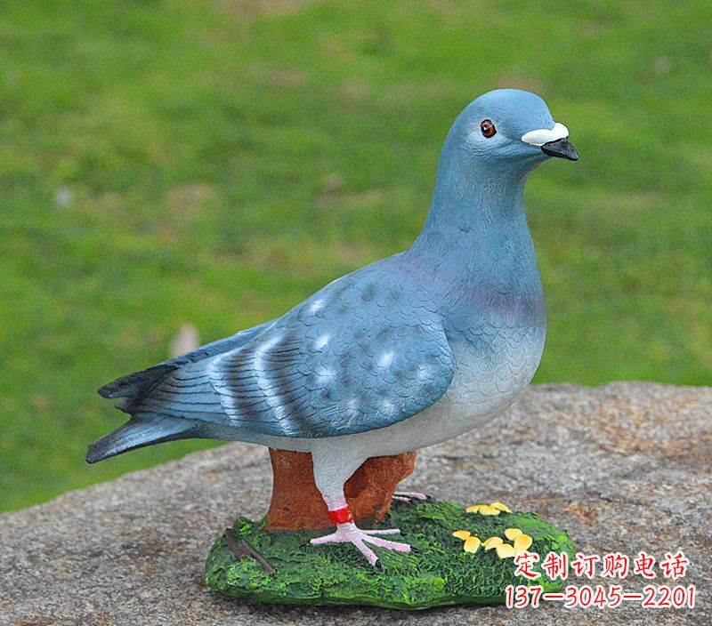 聊城和平鸽传承着永恒的爱