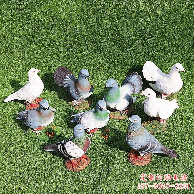 聊城和平鸽毕加索激发的美好灵感
