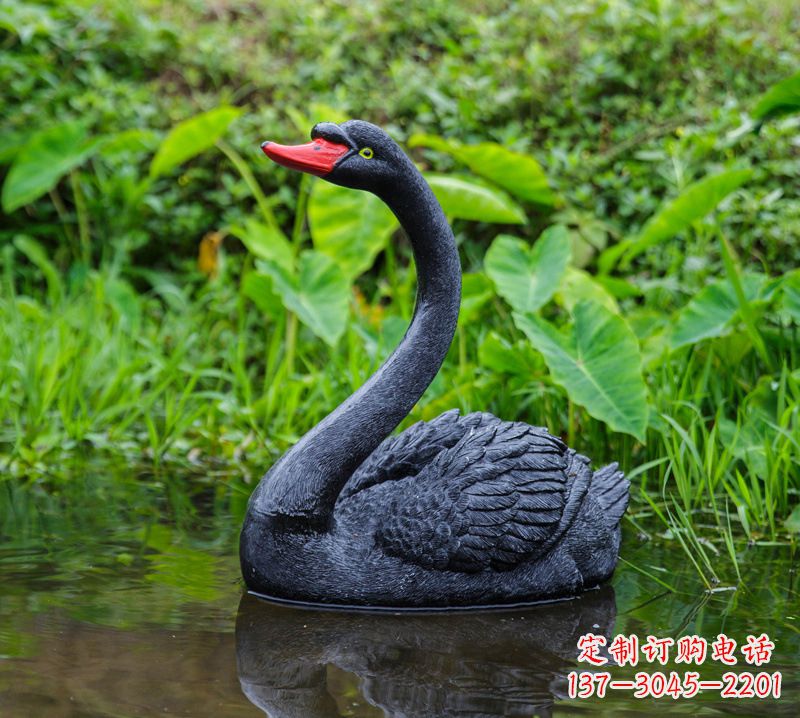 聊城黑天鹅婉约鱼尾,完美呈现园林水塘水景