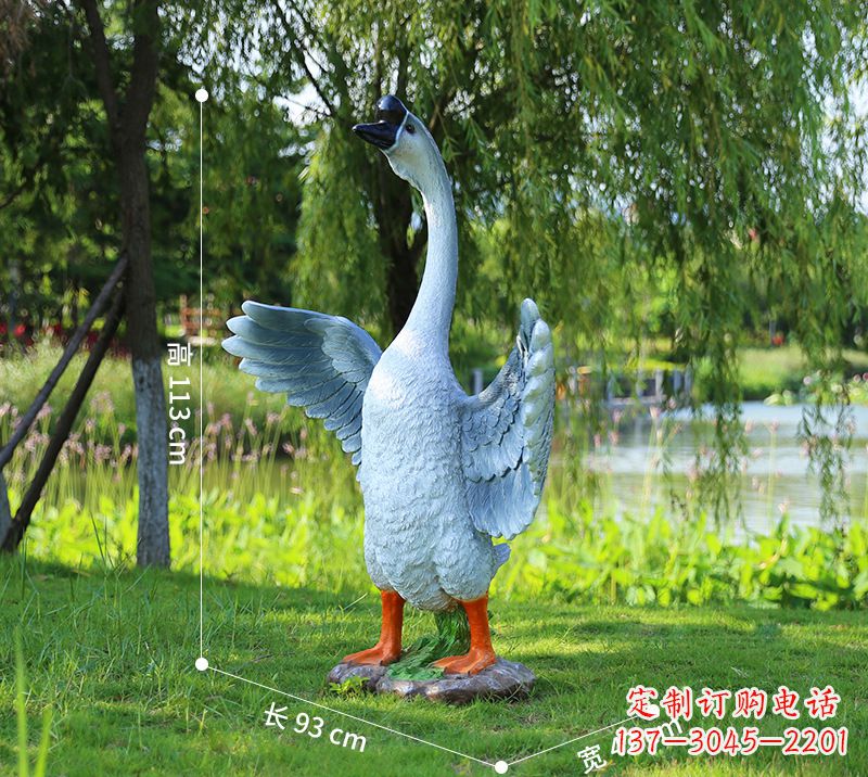 聊城站立的灰色展翅天鹅